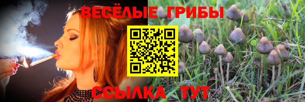 Псилоцибиновые грибы GOLDEN TEACHER Всеволожск